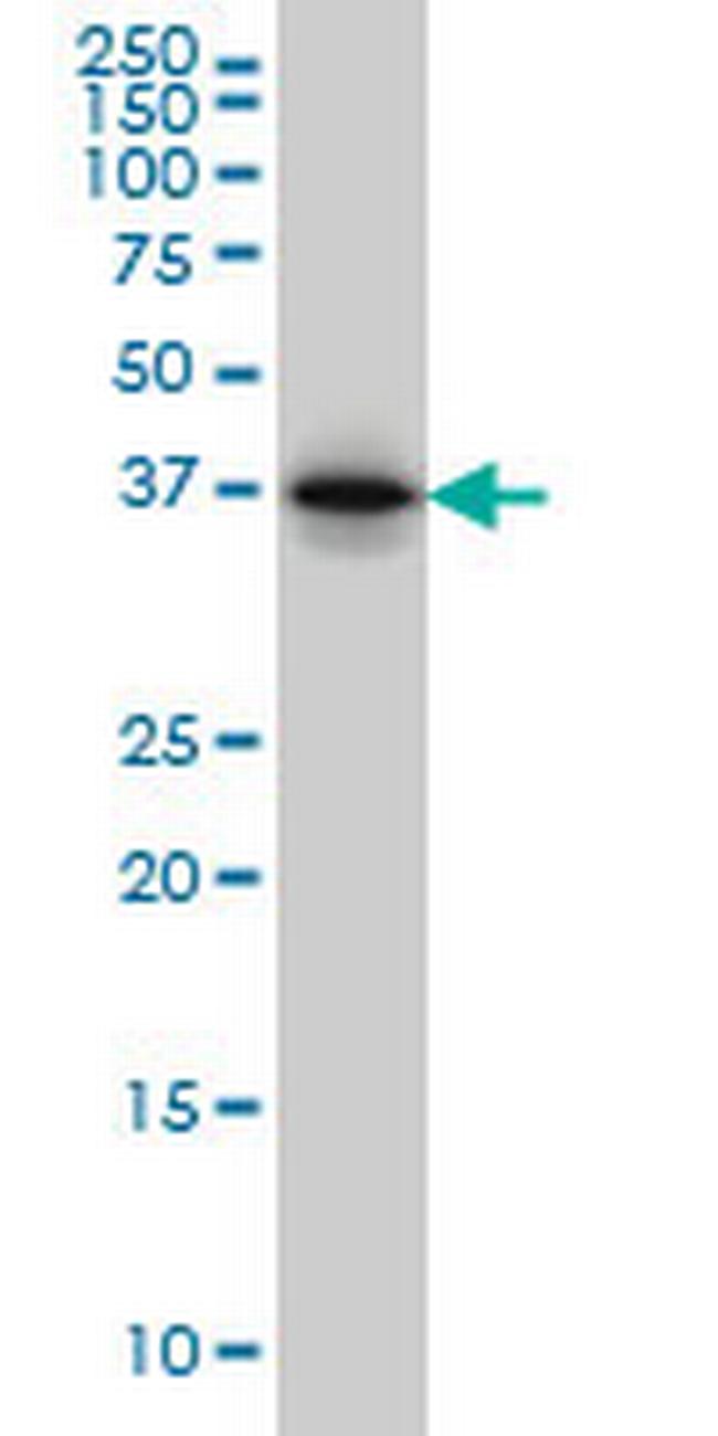 PTK9 Antibody in Western Blot (WB)