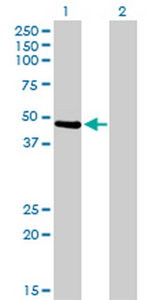 PTK9 Antibody in Western Blot (WB)