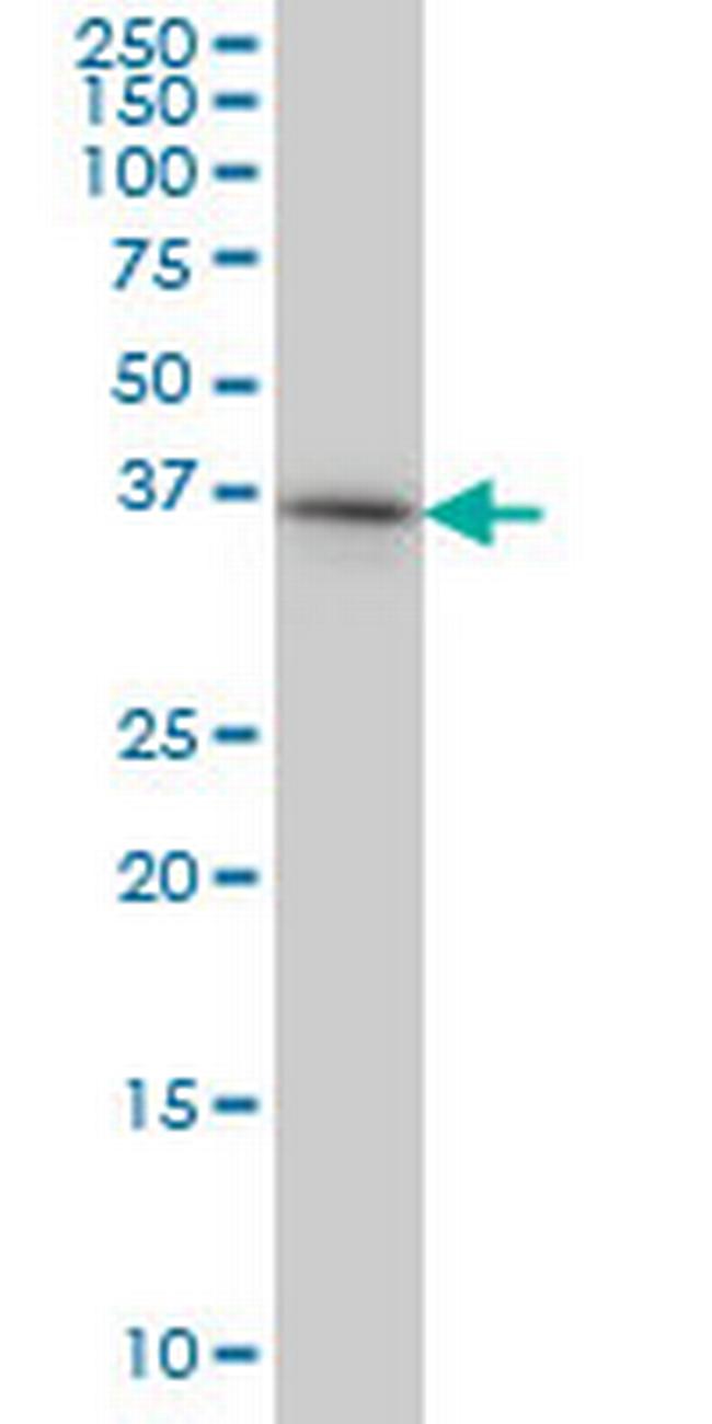 PTK9 Antibody in Western Blot (WB)