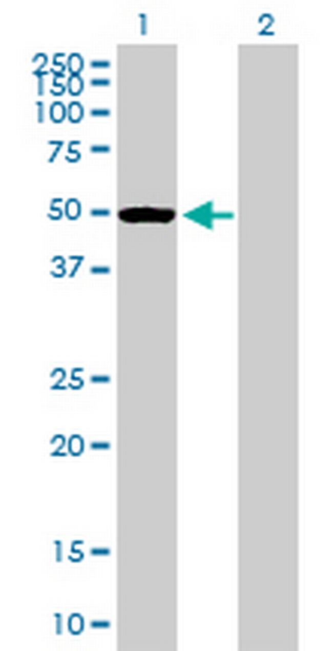 PTPN1 Antibody in Western Blot (WB)
