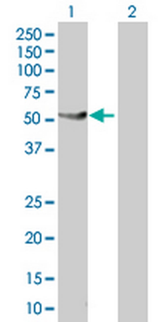 PTPN1 Antibody in Western Blot (WB)