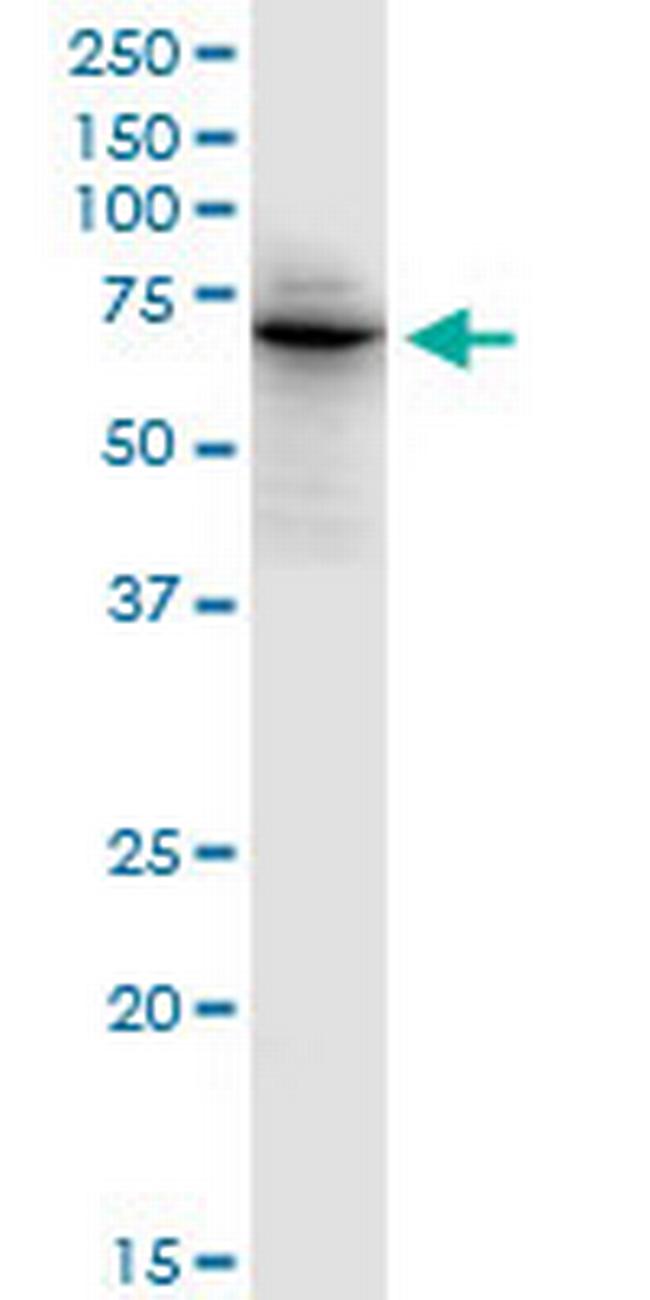PTPN6 Antibody in Western Blot (WB)