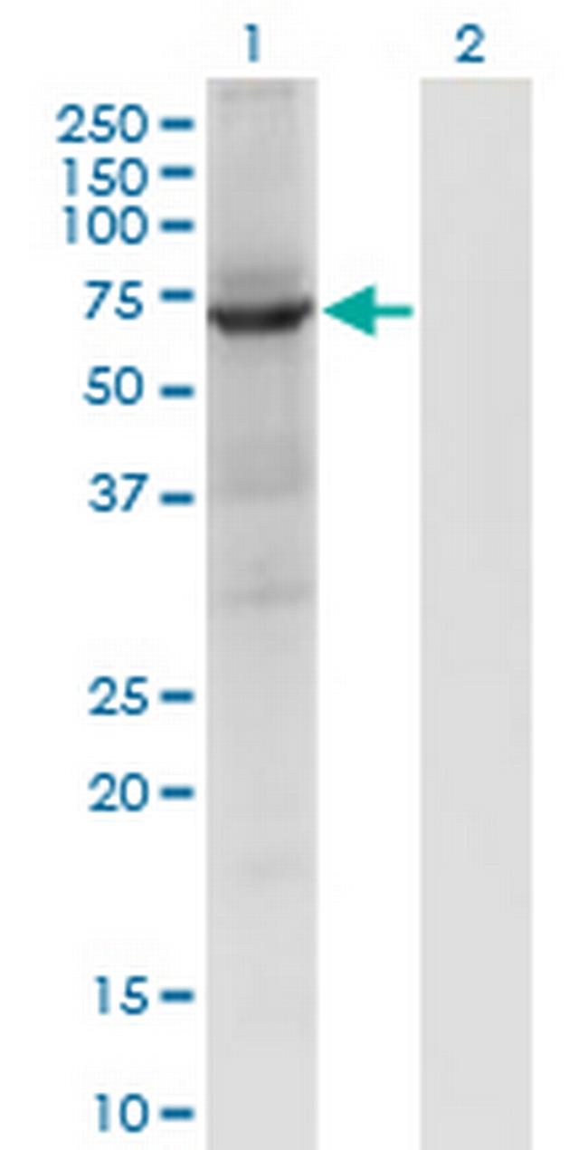 PTPN9 Antibody in Western Blot (WB)