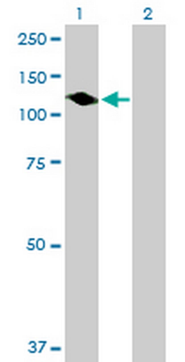 PTPN12 Antibody in Western Blot (WB)