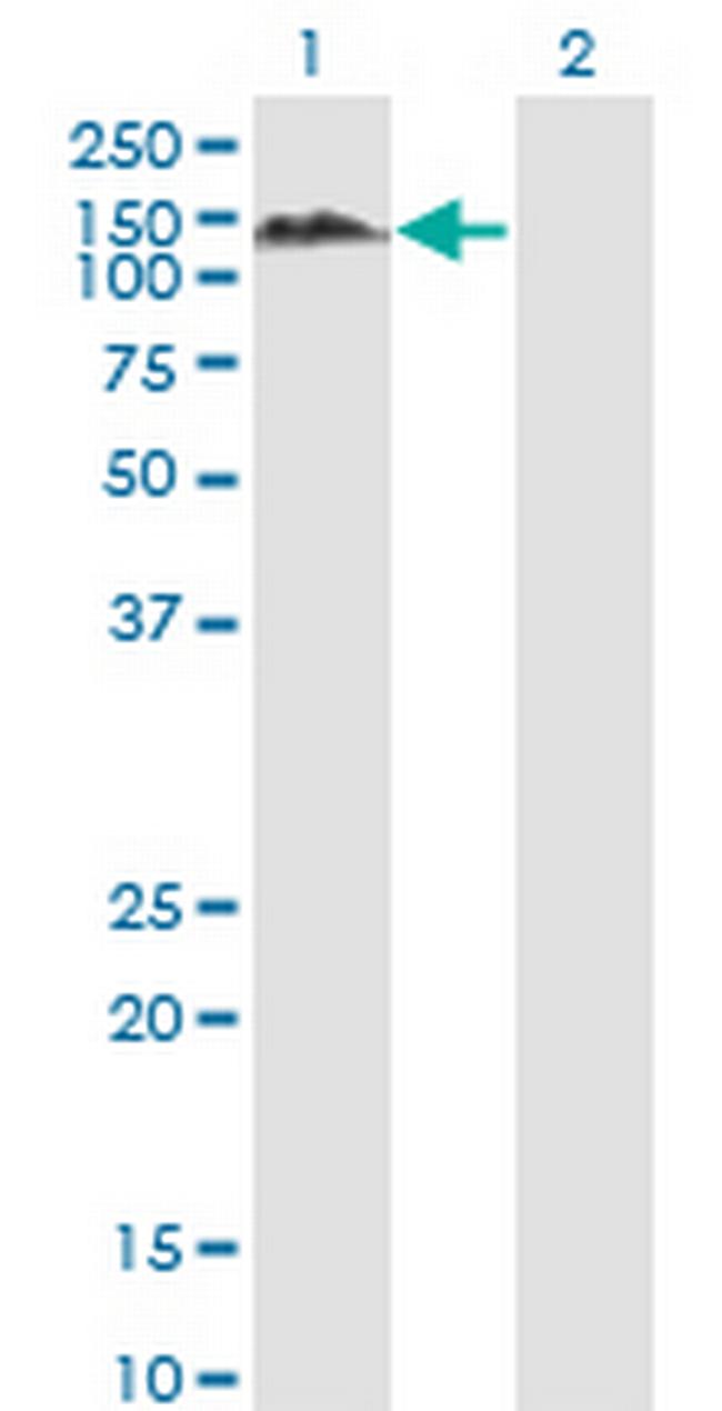 PTPN12 Antibody in Western Blot (WB)