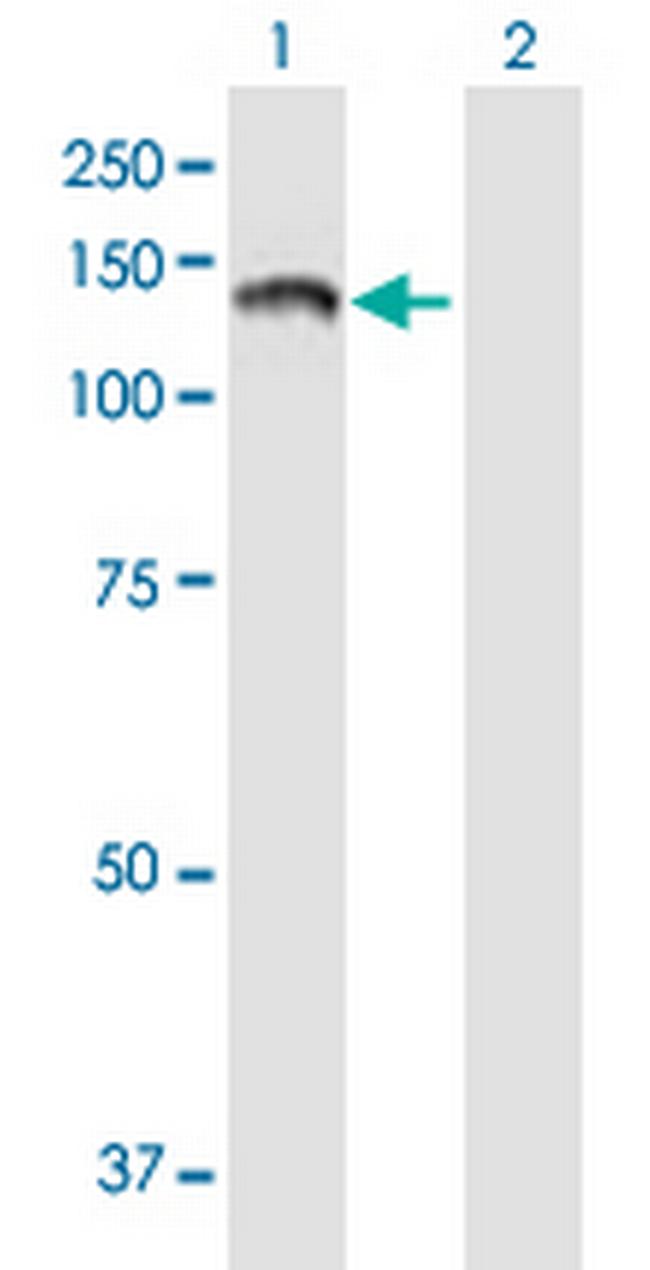 PTPRN2 Antibody in Western Blot (WB)