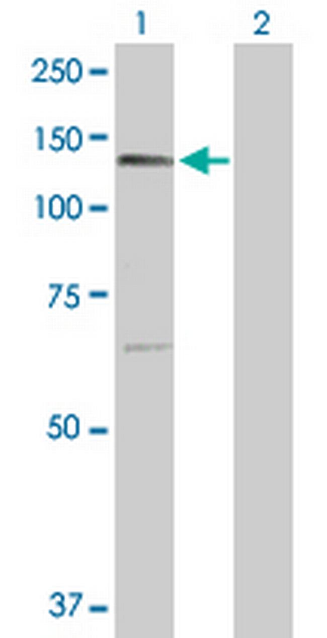 PTPRN2 Antibody in Western Blot (WB)