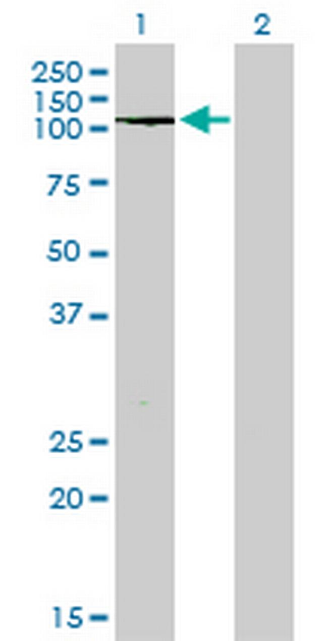 PTPRN2 Antibody in Western Blot (WB)