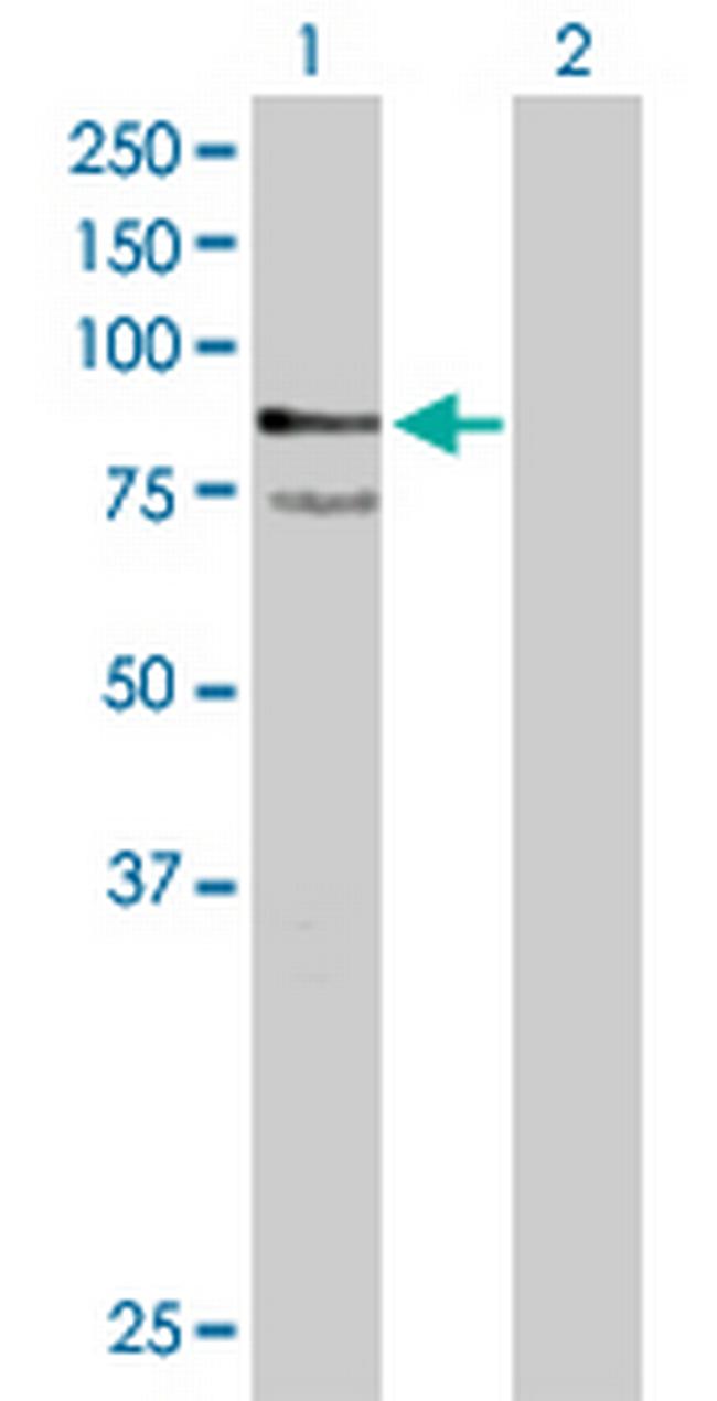 PTPRR Antibody in Western Blot (WB)