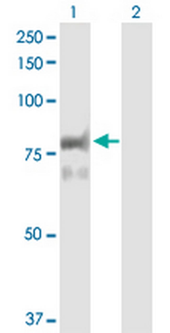 PTPRR Antibody in Western Blot (WB)