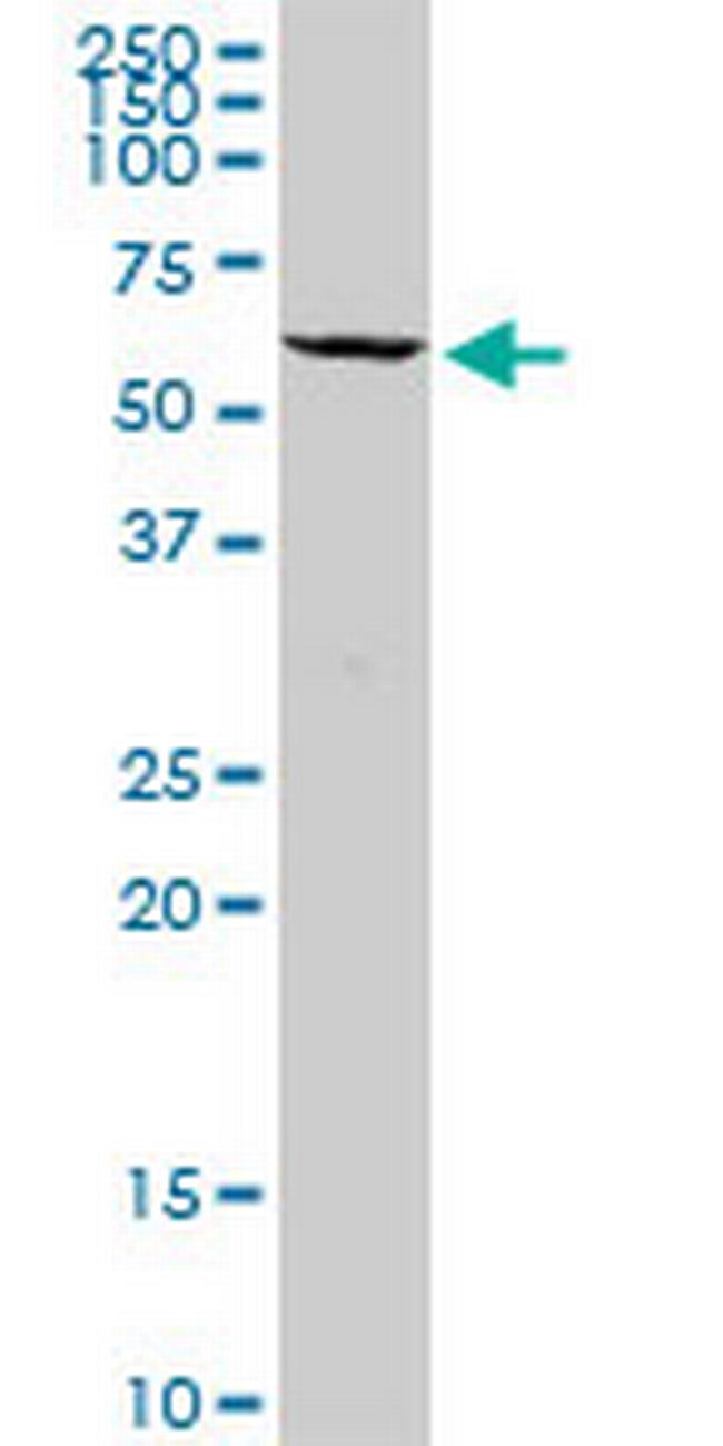 PVRL1 Antibody in Western Blot (WB)