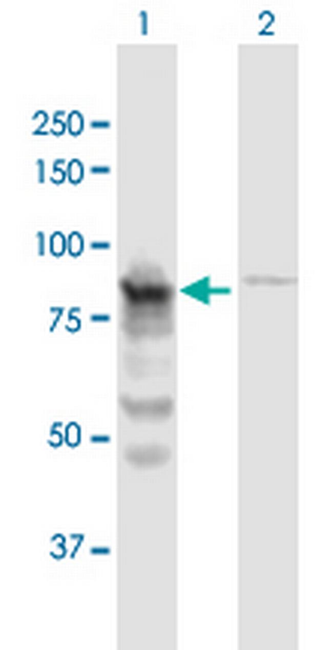 QARS Antibody in Western Blot (WB)