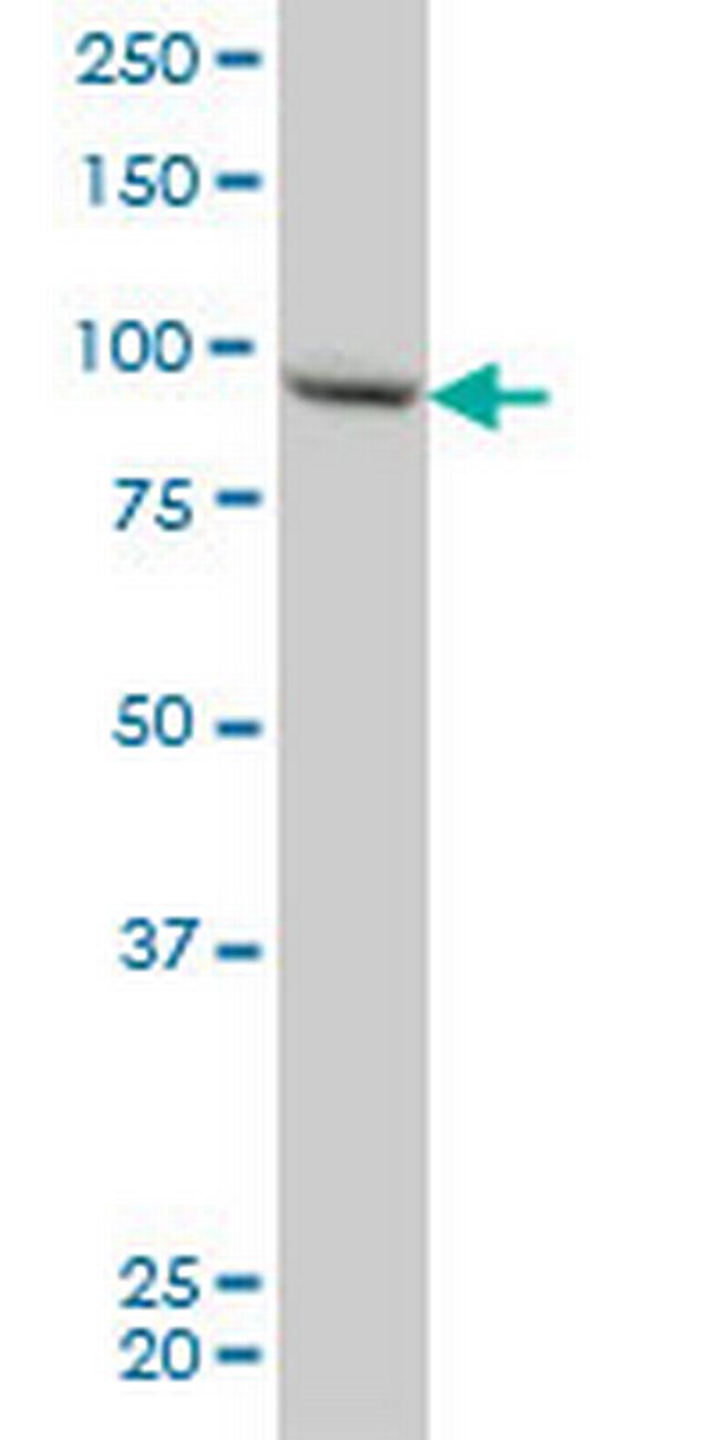 RGL2 Antibody in Western Blot (WB)