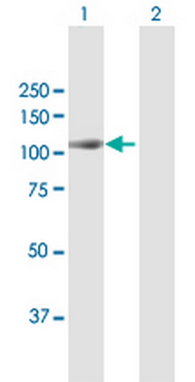 MAP4K2 Antibody in Western Blot (WB)