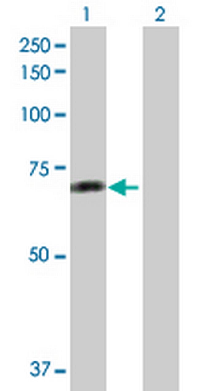 RAF1 Antibody in Western Blot (WB)
