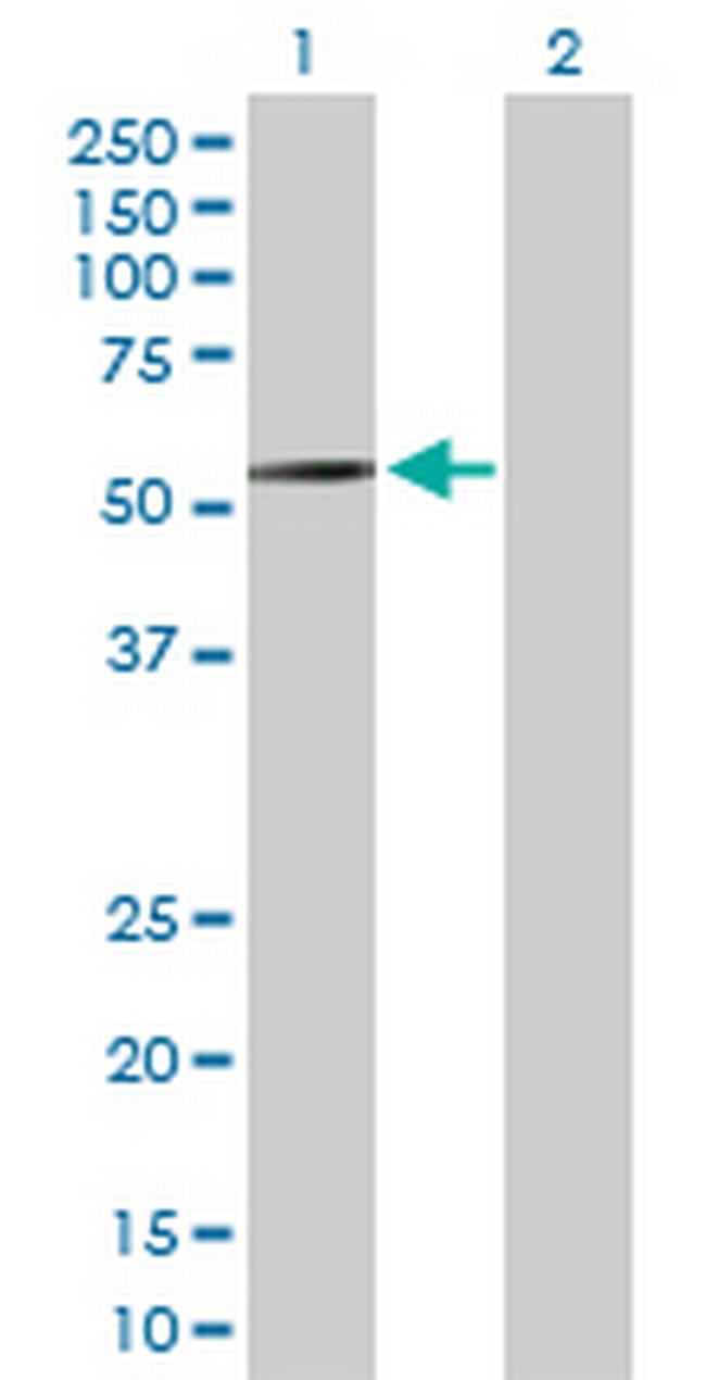 RBMS2 Antibody in Western Blot (WB)