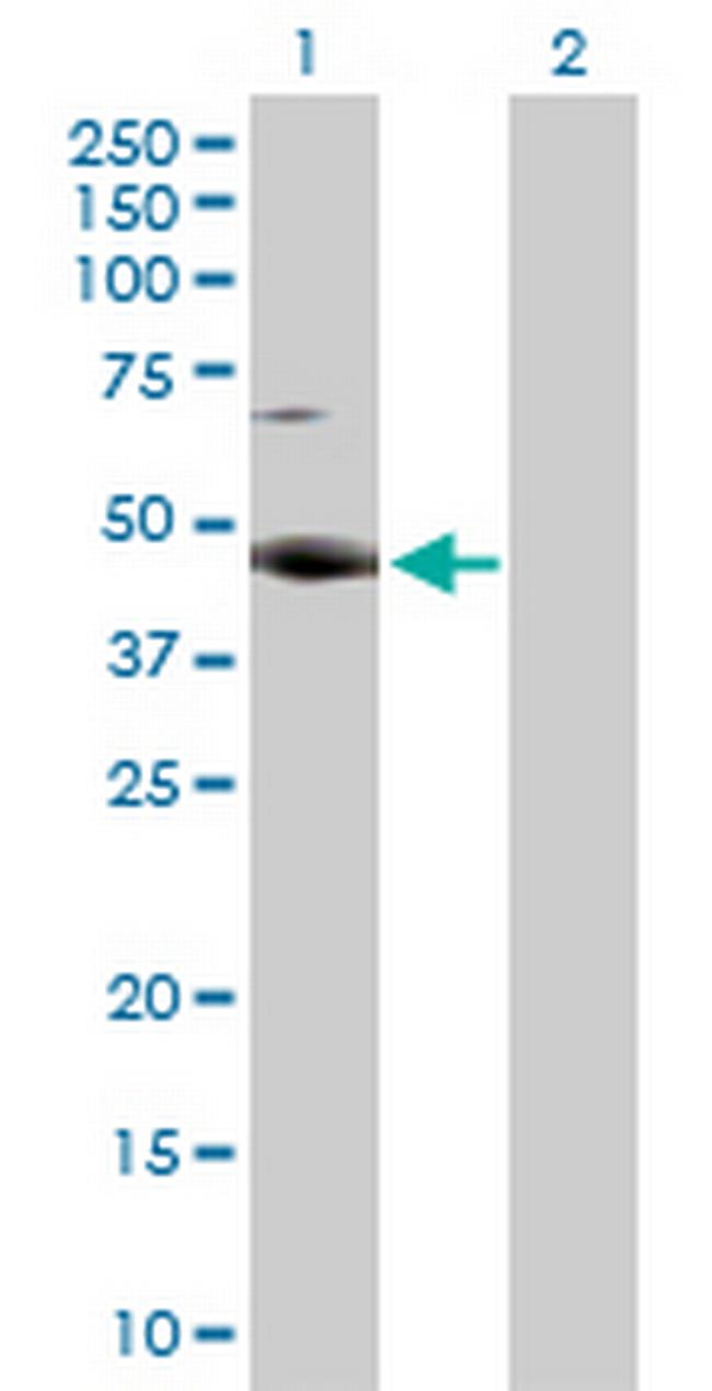 RBMS2 Antibody in Western Blot (WB)