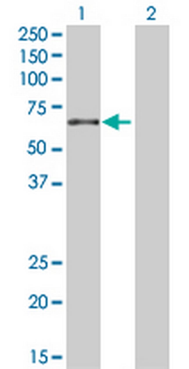 RELB Antibody in Western Blot (WB)