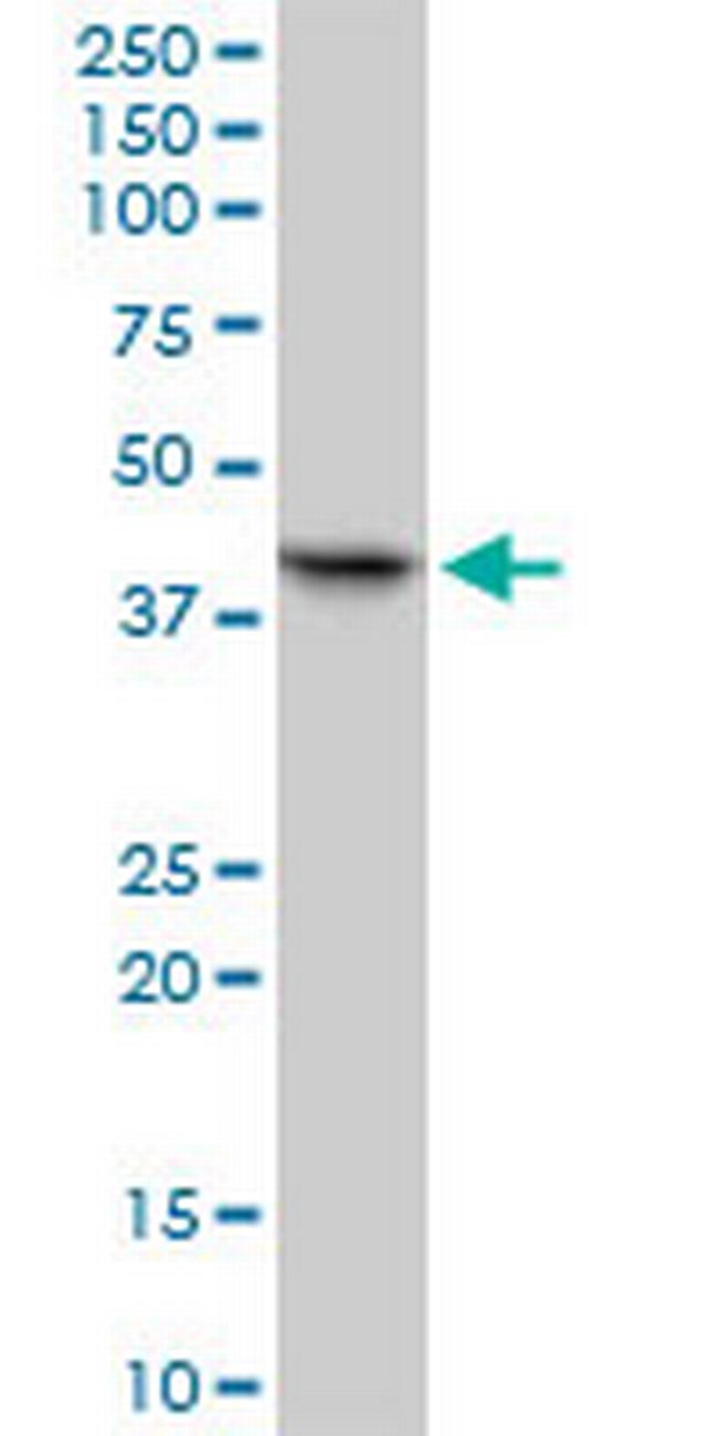 RFC2 Antibody in Western Blot (WB)