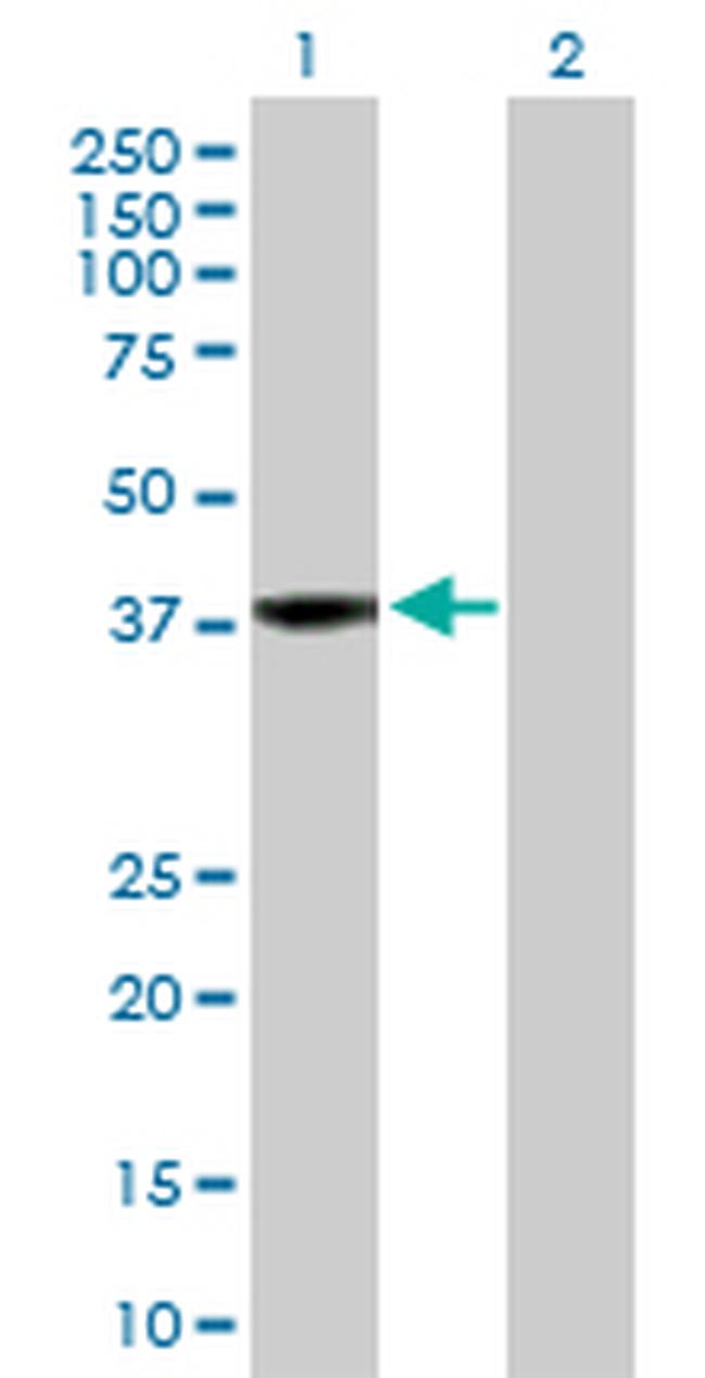 RFC4 Antibody in Western Blot (WB)