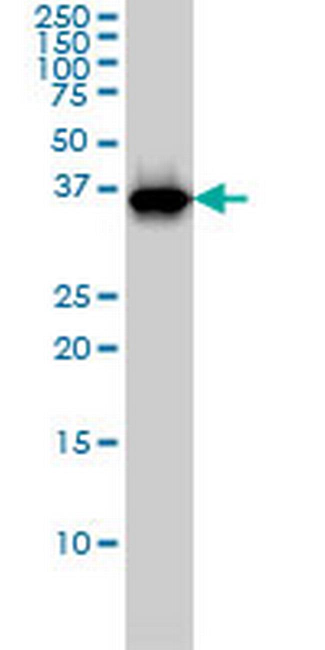RFC4 Antibody in Western Blot (WB)