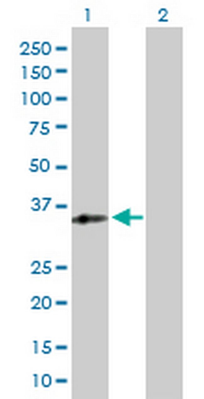 RFXAP Antibody in Western Blot (WB)