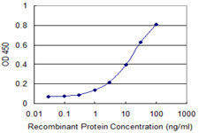 RING1 Antibody in ELISA (ELISA)