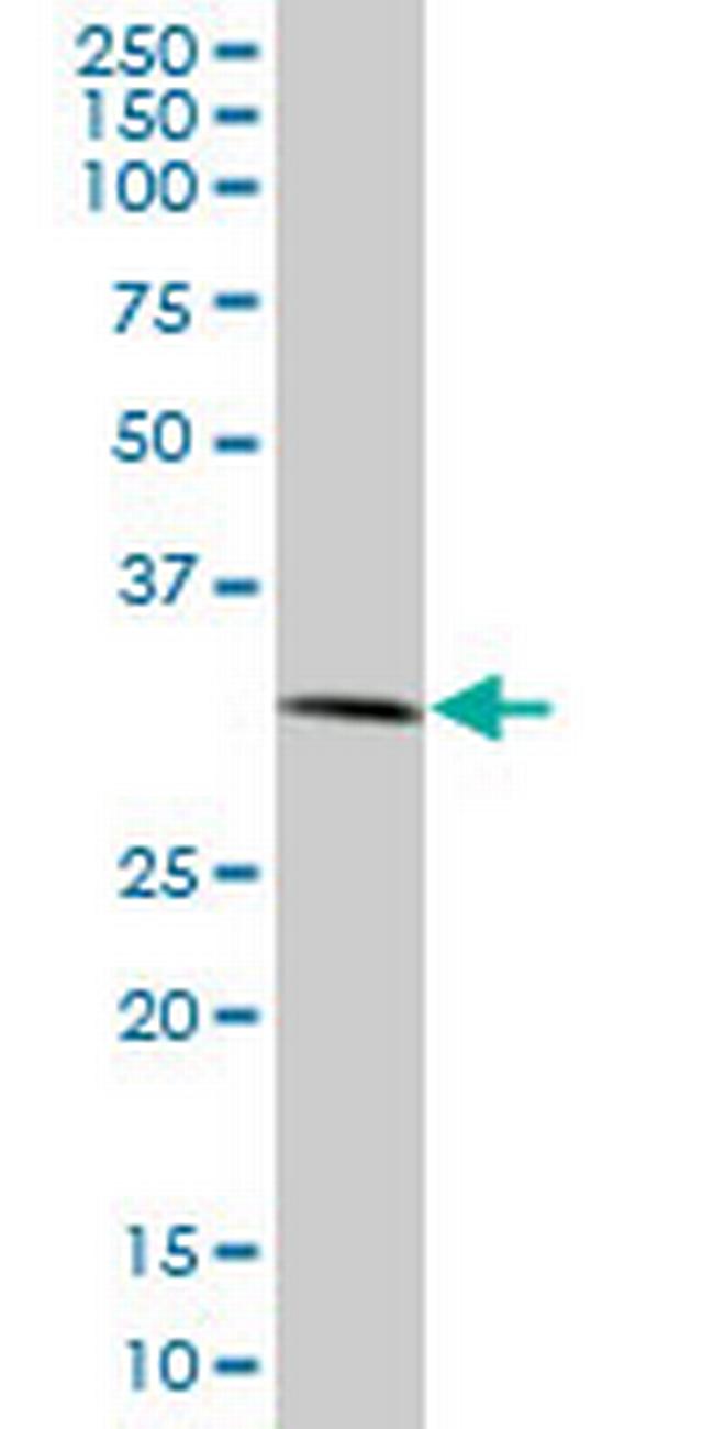 RNF2 Antibody in Western Blot (WB)