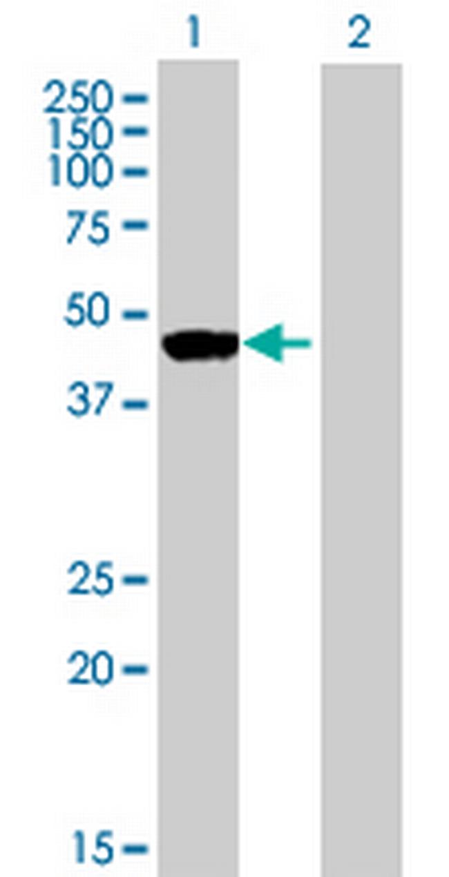 RNH1 Antibody in Western Blot (WB)
