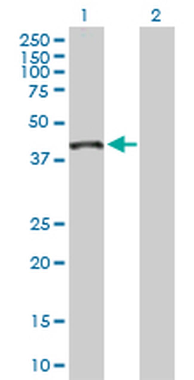 RNH1 Antibody in Western Blot (WB)