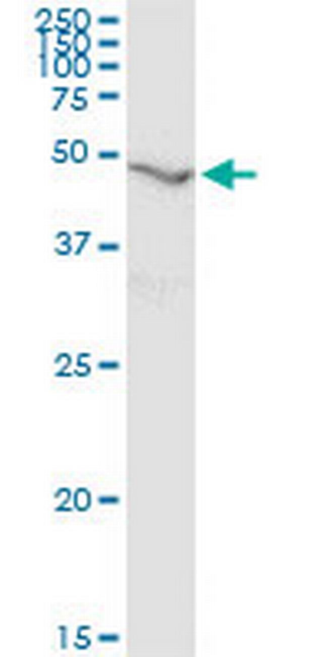 RNH1 Antibody in Western Blot (WB)