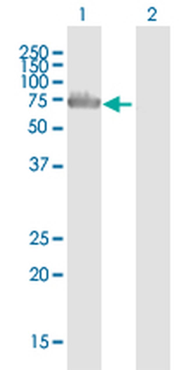 RNPEP Antibody in Western Blot (WB)