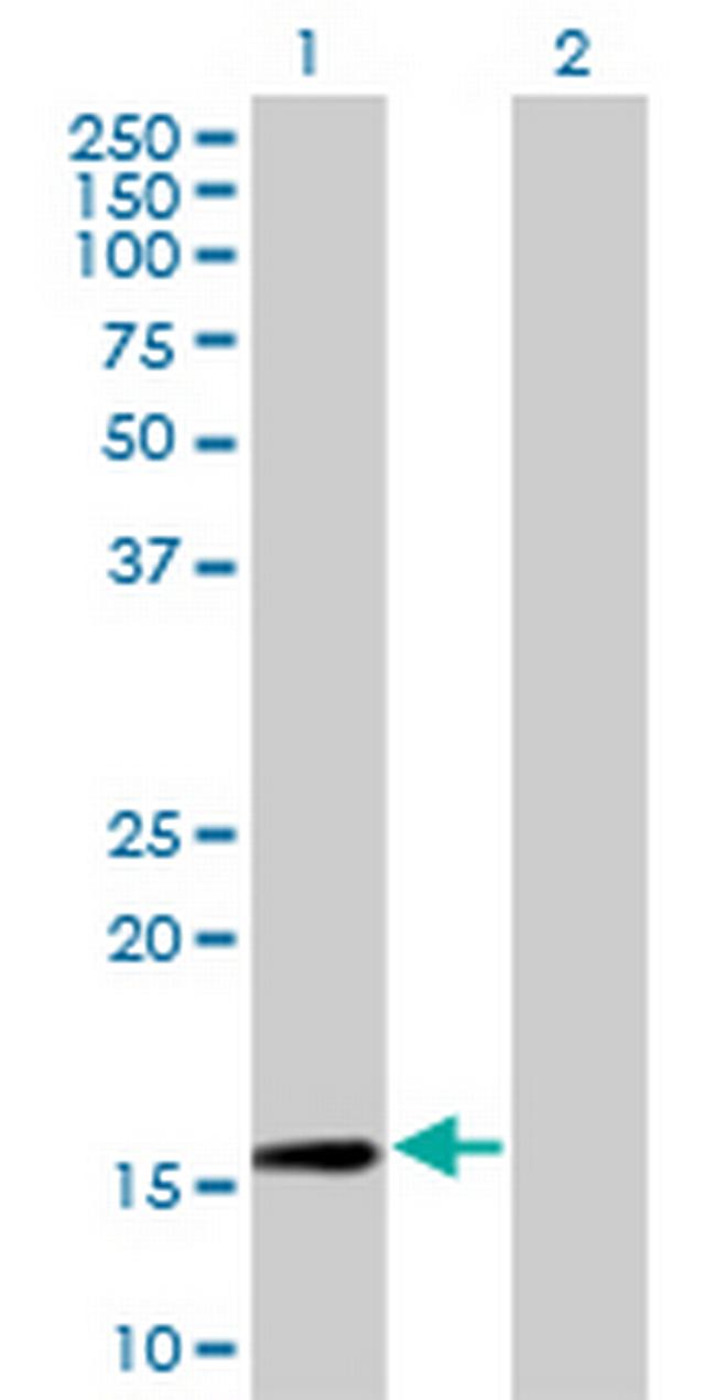 RPL30 Antibody in Western Blot (WB)