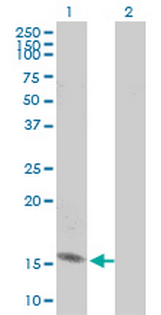 RPL30 Antibody in Western Blot (WB)