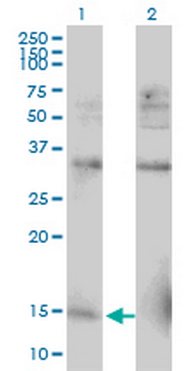 RPL30 Antibody in Western Blot (WB)