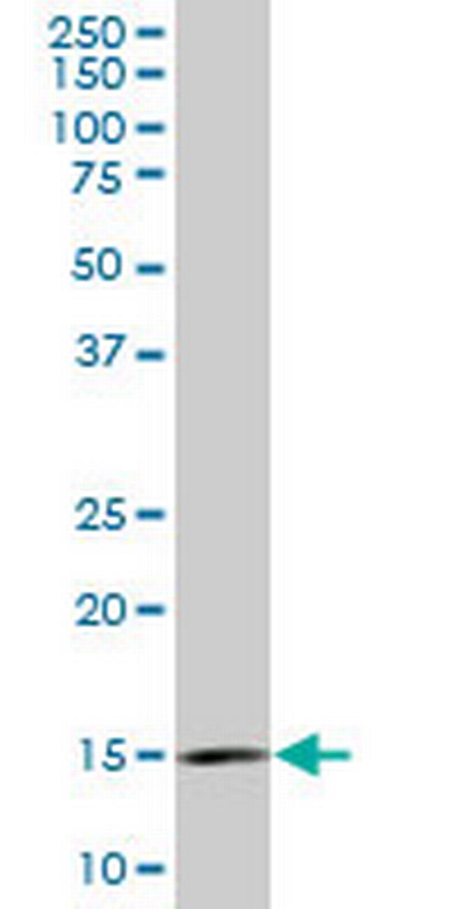 RPL36A Antibody in Western Blot (WB)