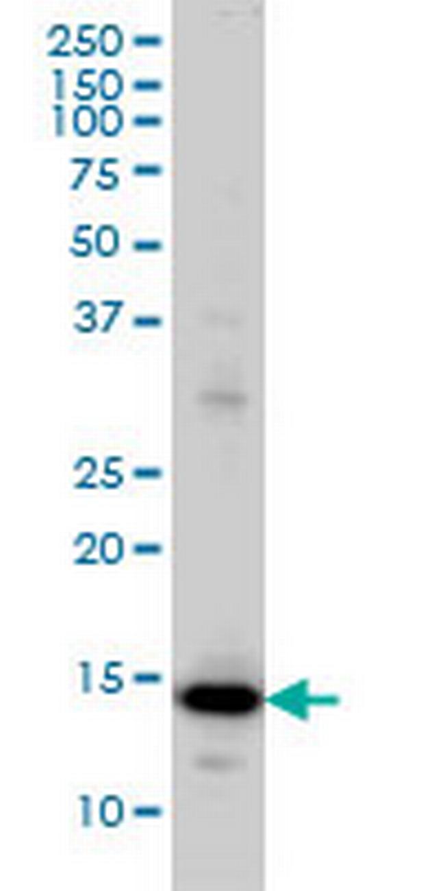 RPL36A Antibody in Western Blot (WB)