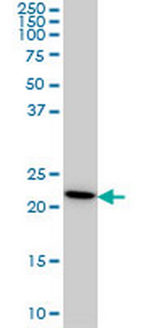 RPS7 Antibody in Western Blot (WB)