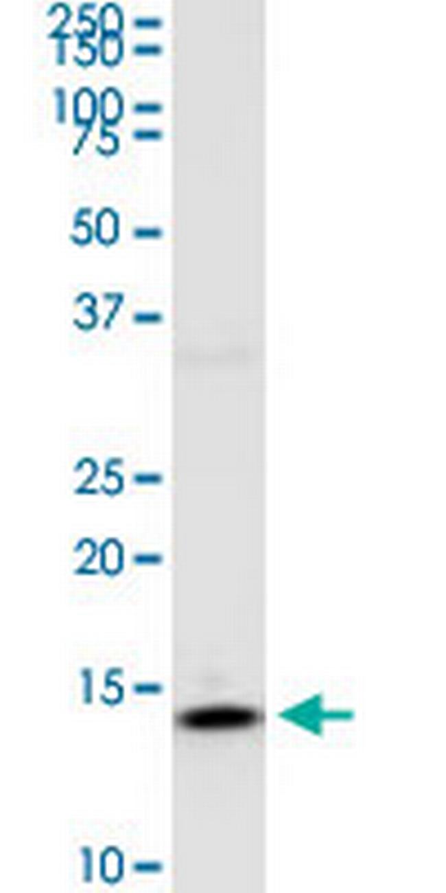RPS14 Antibody in Western Blot (WB)