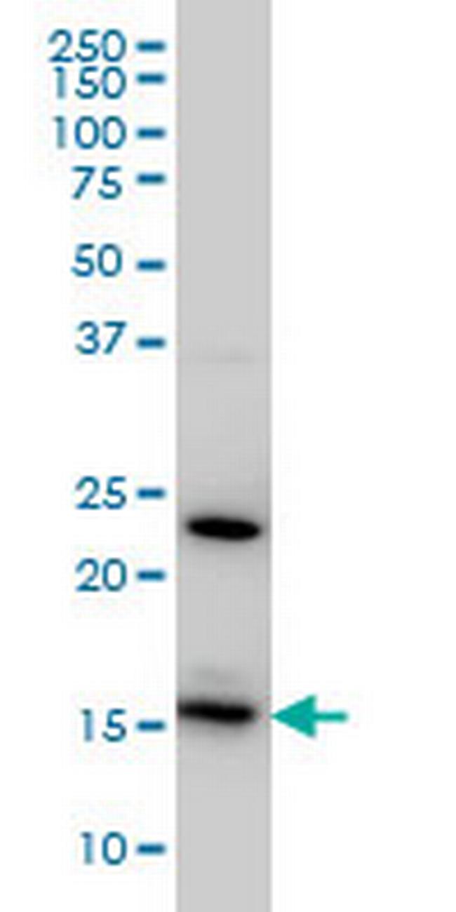 RPS17 Antibody in Western Blot (WB)