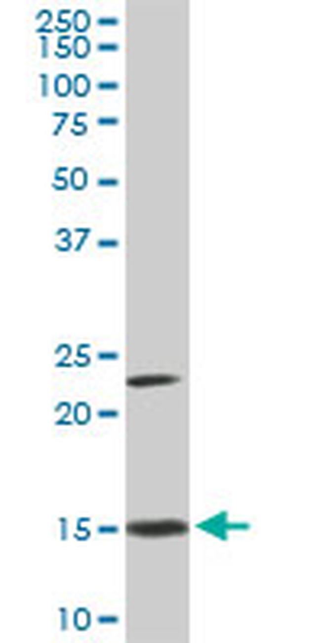 RPS17 Antibody in Western Blot (WB)