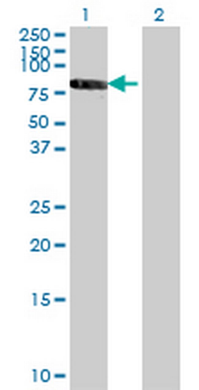RXRB Antibody in Western Blot (WB)