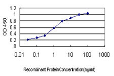 S100A6 Antibody in ELISA (ELISA)