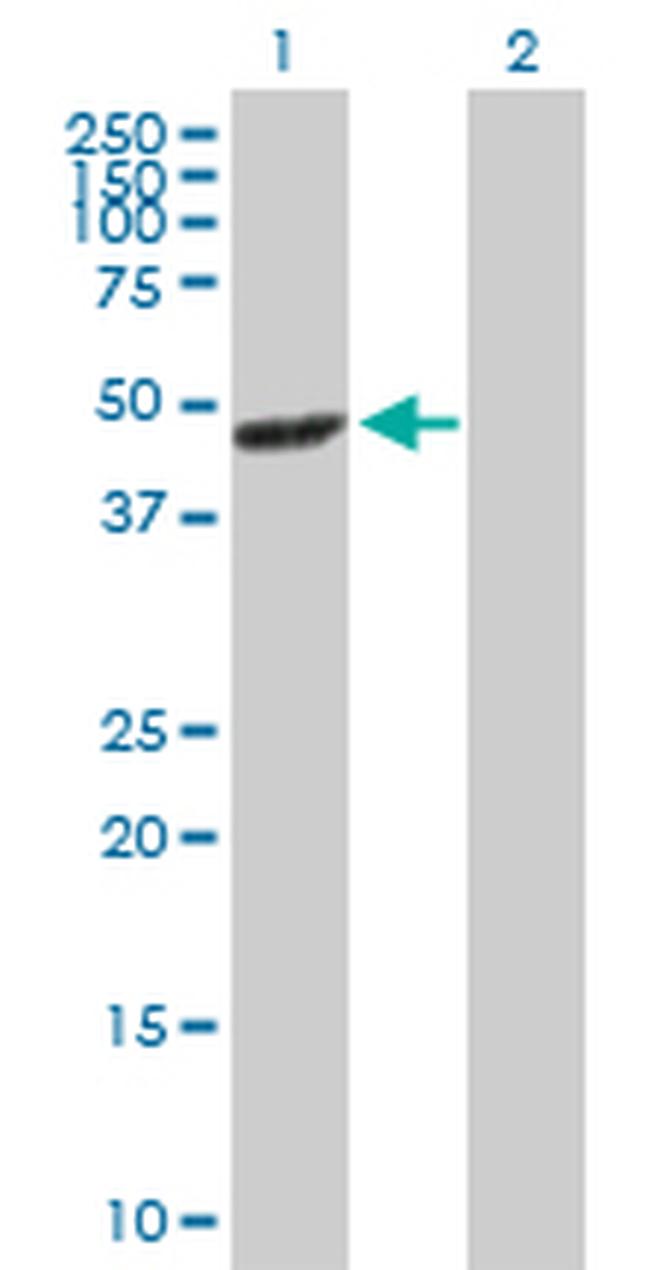 MAPK12 Antibody in Western Blot (WB)