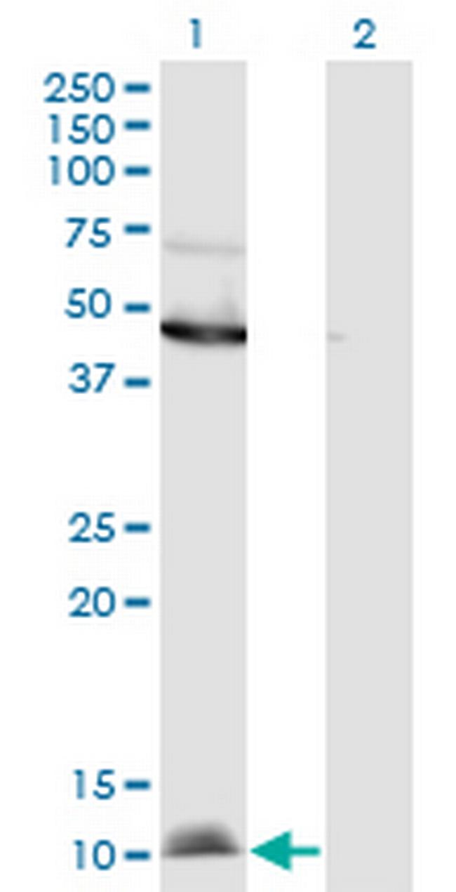 CCL2 Antibody in Western Blot (WB)