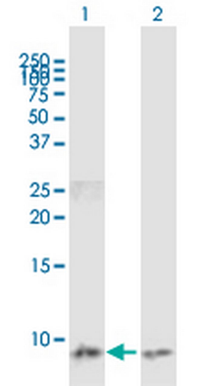 CCL3 Antibody in Western Blot (WB)