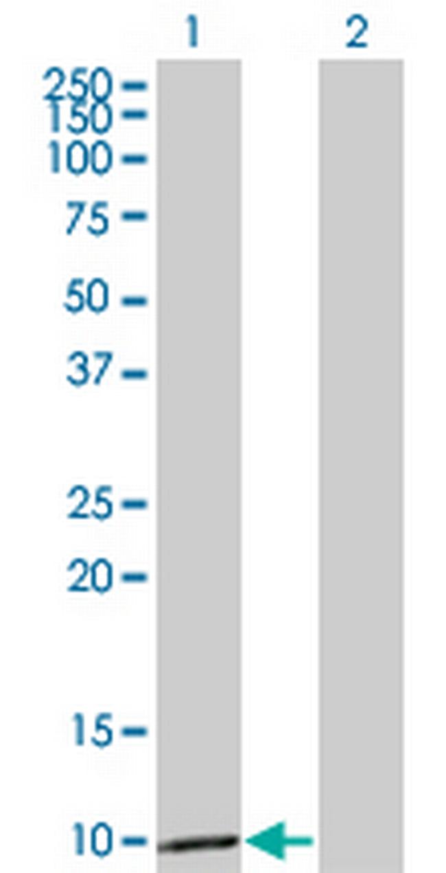 CCL3 Antibody in Western Blot (WB)