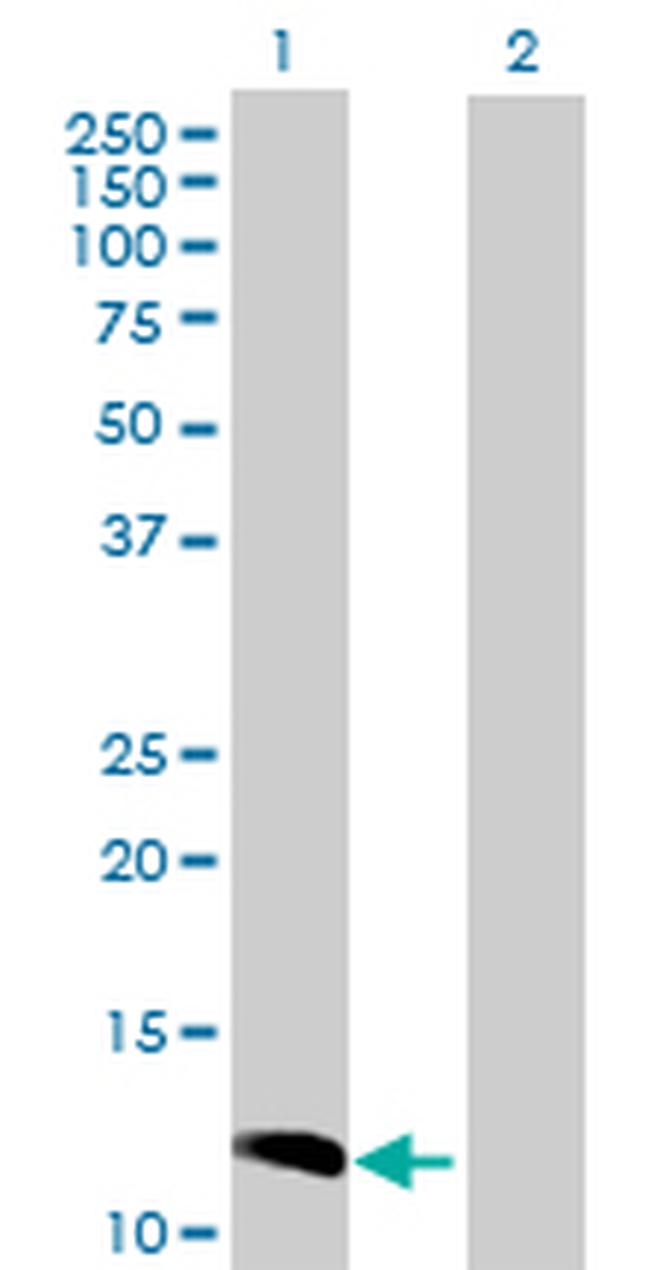CCL23 Antibody in Western Blot (WB)