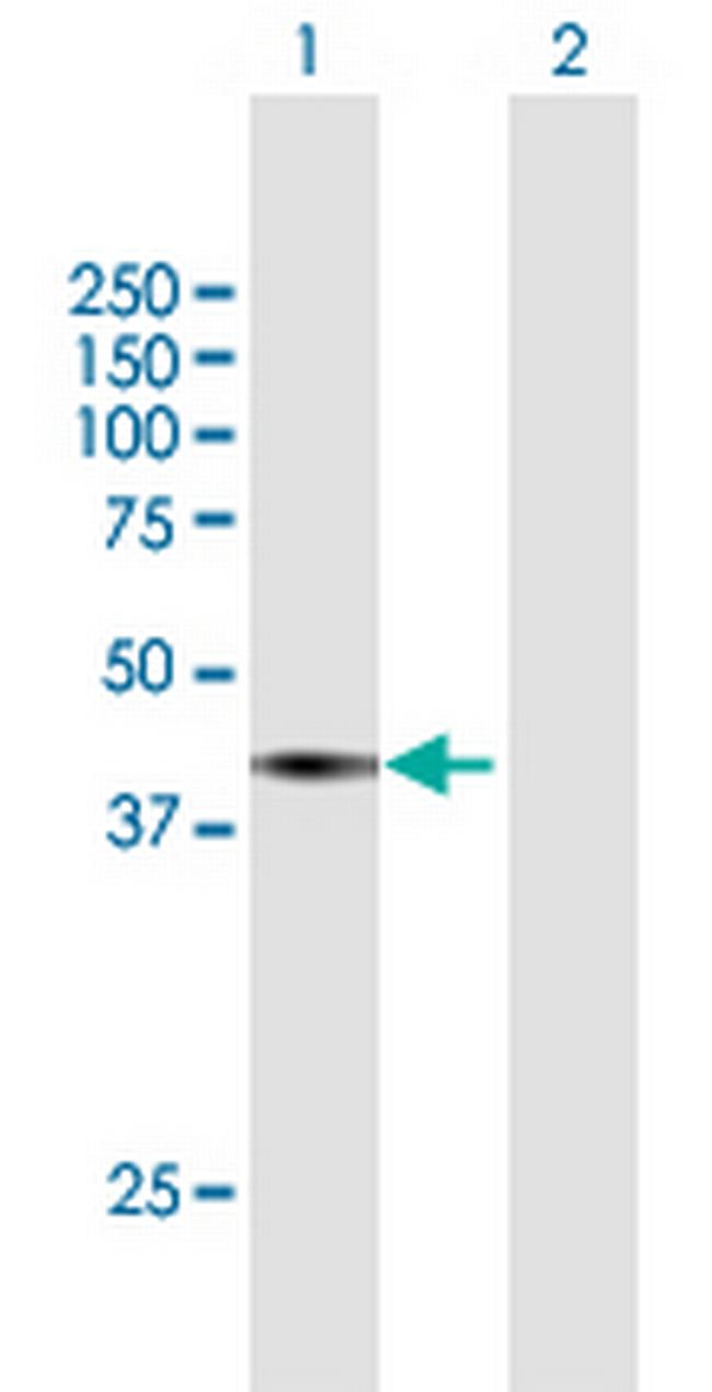 SEC13 Antibody in Western Blot (WB)