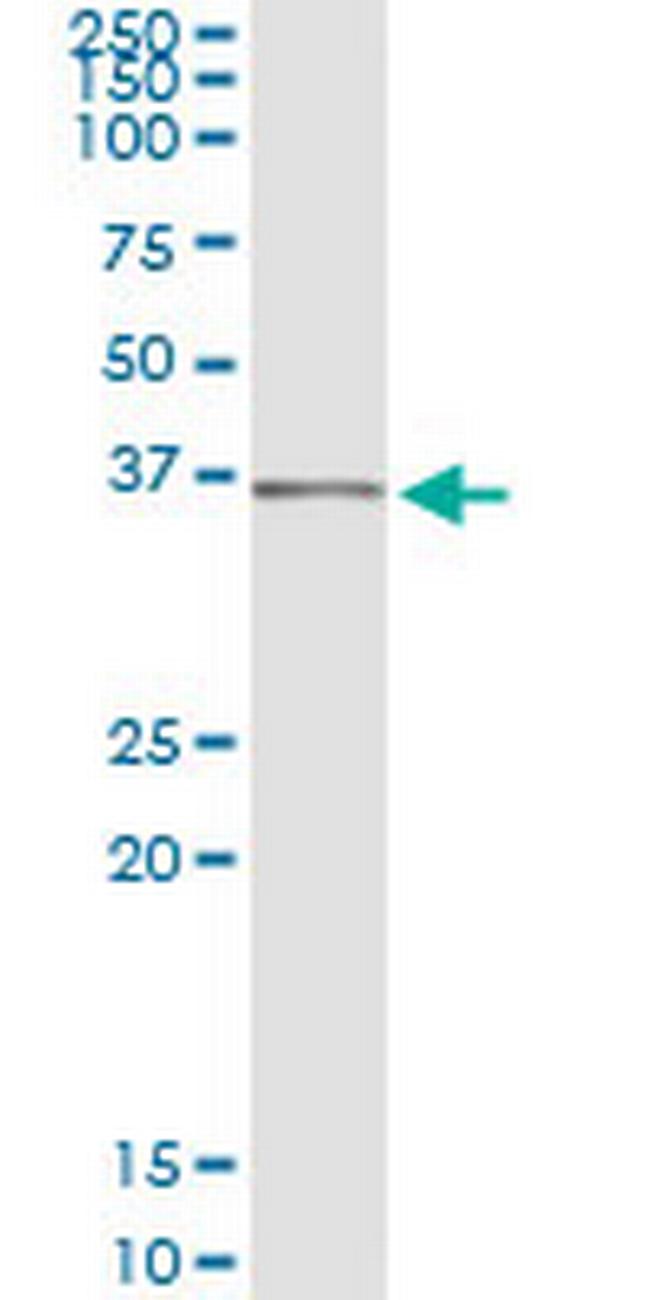 SEC13 Antibody in Immunoprecipitation (IP)